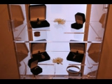 Backlit Jewelry Cases - Earlsmann UK - LumaPex